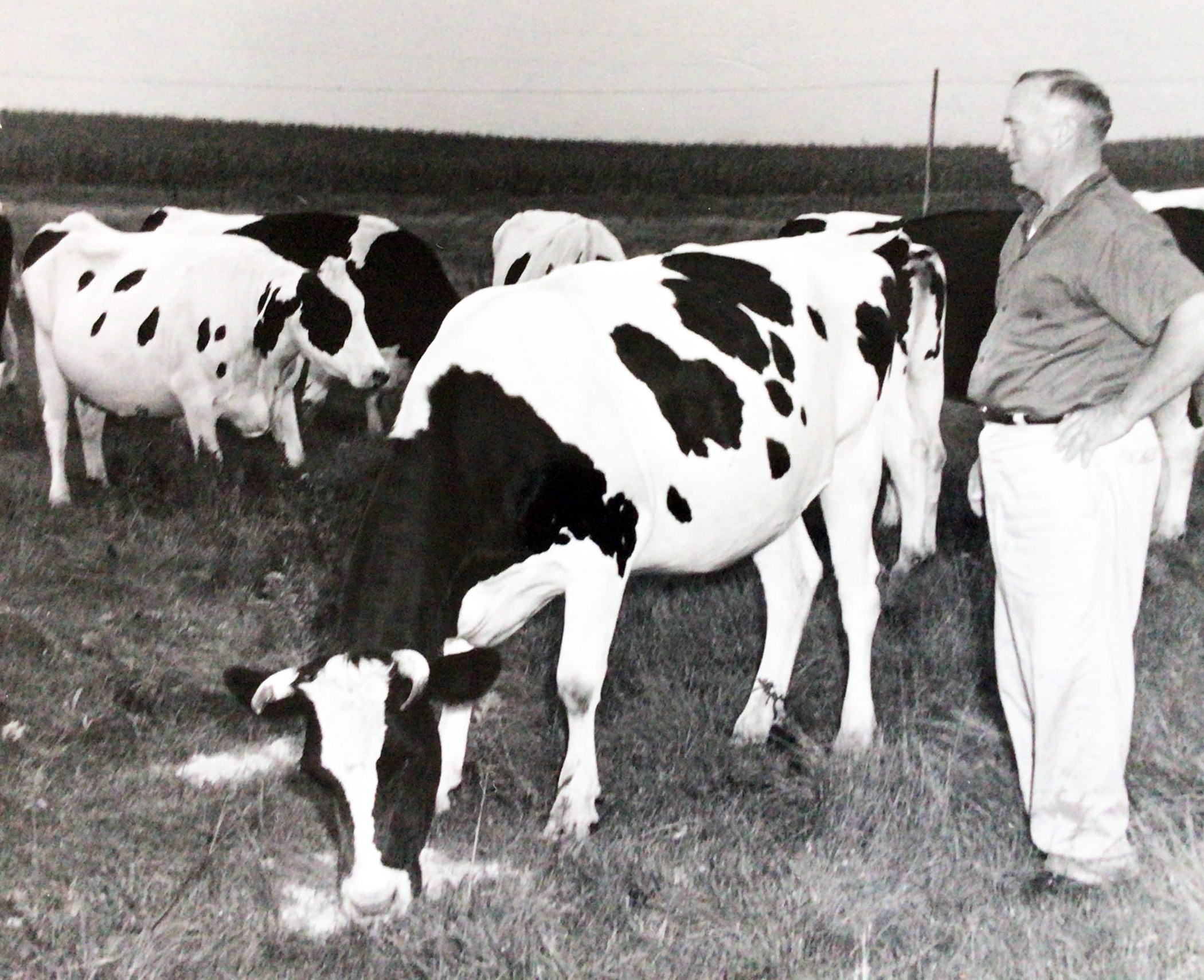 Photo of August Mueller, on his dairy farm in Sibley County, Donated by his niece Barb Mueller